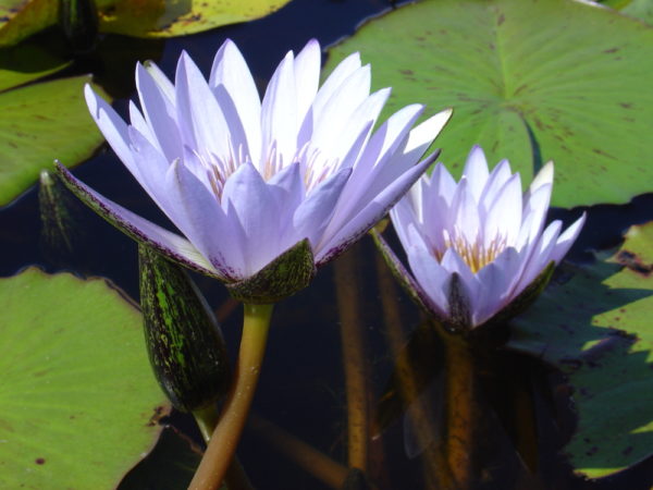 Nymphaea 'Blue Beauty'