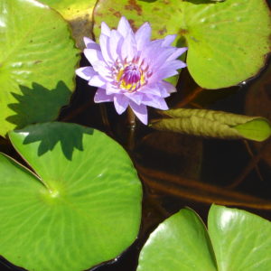 Nymphaea 'Blue Charmer'