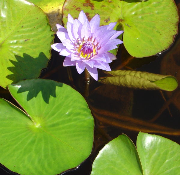 Nymphaea 'Blue Charmer'