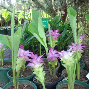 Curcuma australasica