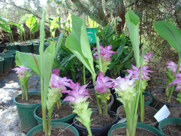 Curcuma australasica