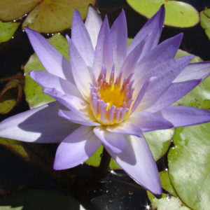 Nymphaea 'Freda Linz'