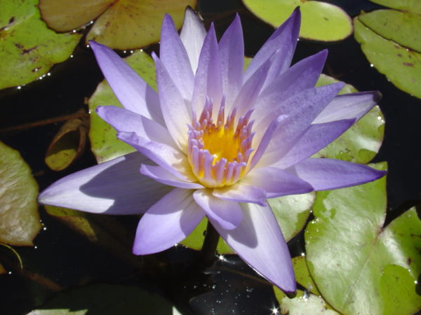 Nymphaea 'Freda Linz'