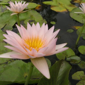 Nymphaea 'Golden West'