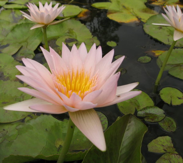 Nymphaea 'Golden West'