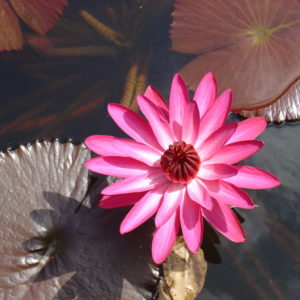 Nymphaea 'Harstick'