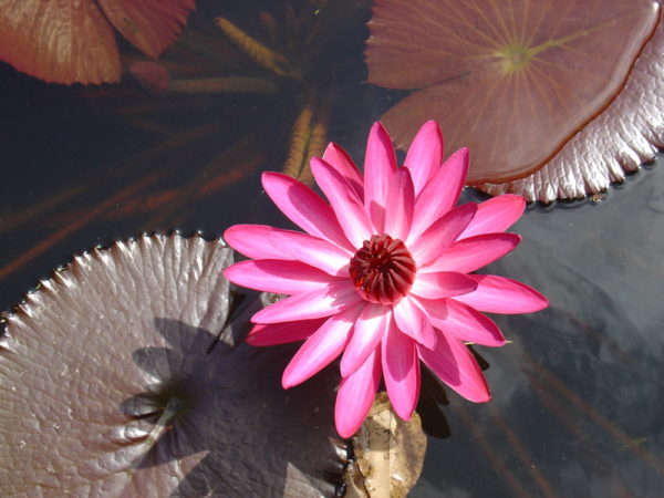 Nymphaea 'Harstick'