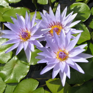 Nymphaea 'Heavenly Blue'