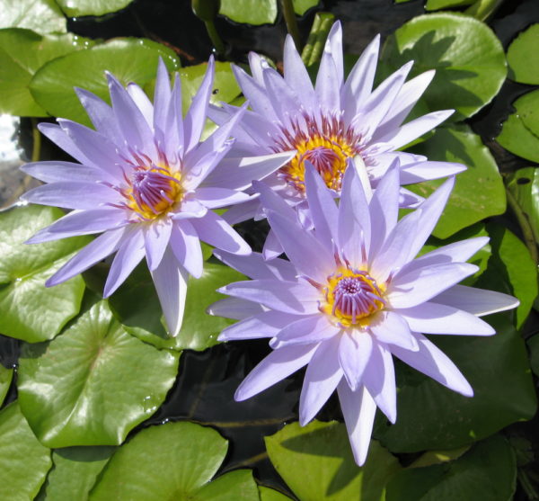Nymphaea 'Heavenly Blue'