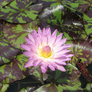 Nymphaea 'June Allison'