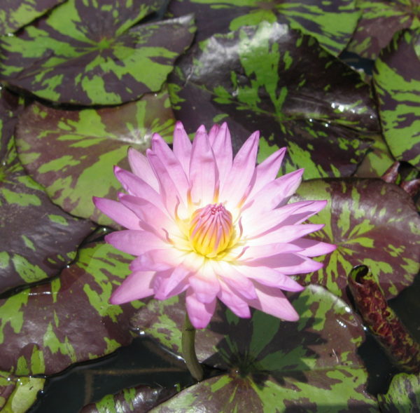Nymphaea 'June Allison'
