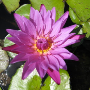 Nymphaea 'Jack Wood'