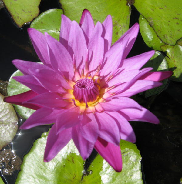 Nymphaea 'Jack Wood'