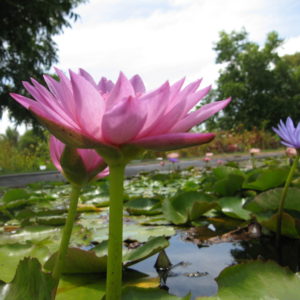 Nymphaea 'Marguerite'