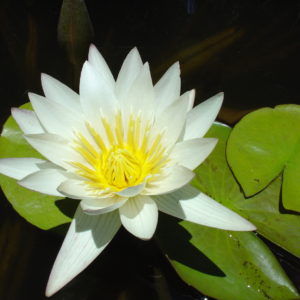 Nymphaea 'Mrs Pring'