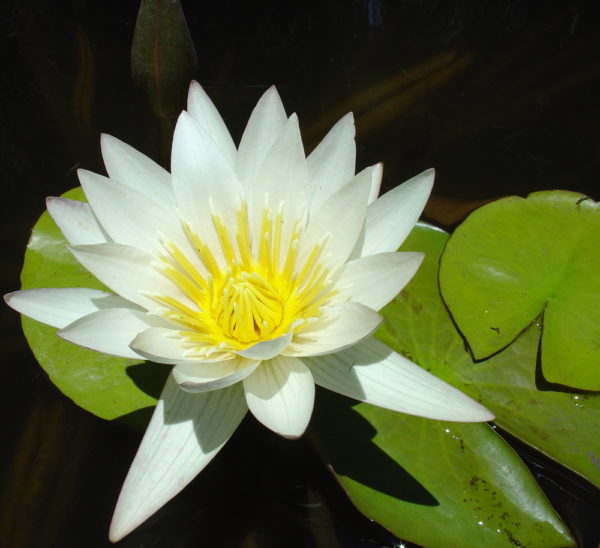 Nymphaea 'Mrs Pring'
