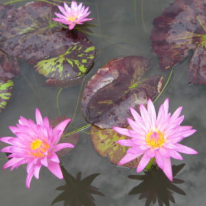 Nymphaea 'Pink Cactus'