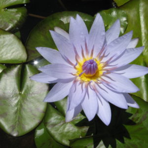 Nymphaea 'Pamela'