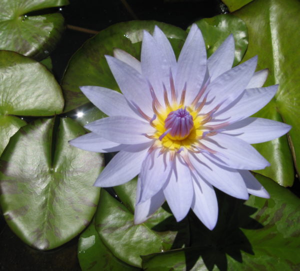 Nymphaea 'Pamela'