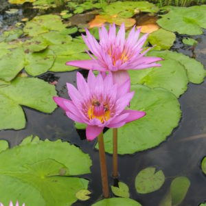 Nymphaea 'Pink Aster'