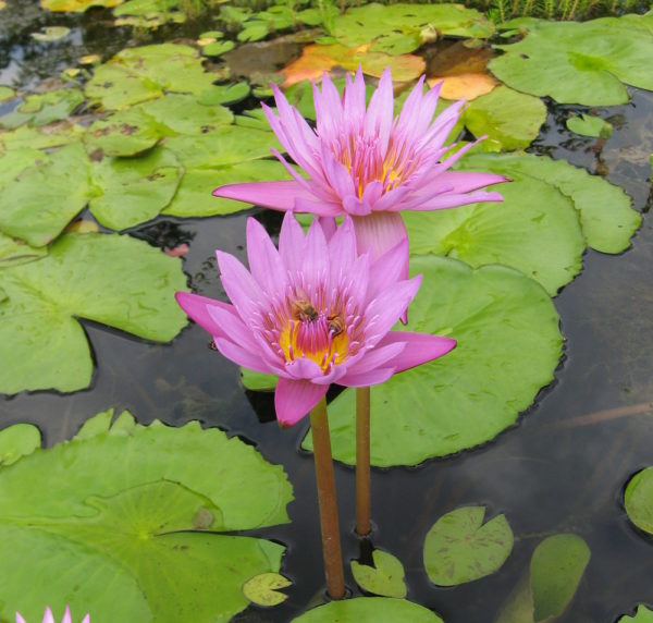 Nymphaea 'Pink Aster'