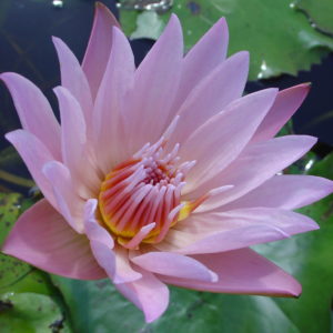 Nymphaea 'Pink Platter'