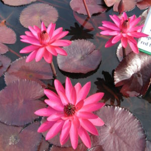 Nymphaea 'Red Flare'