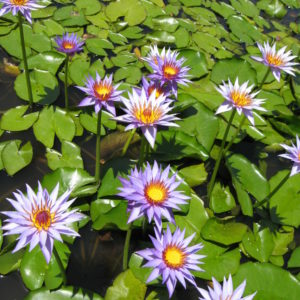 Nymphaea 'Rhonda Kay'