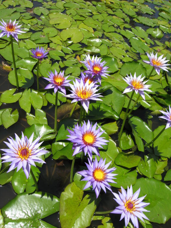 Nymphaea 'Rhonda Kay'