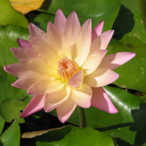 Nymphaea 'Sally Smith Thomas'