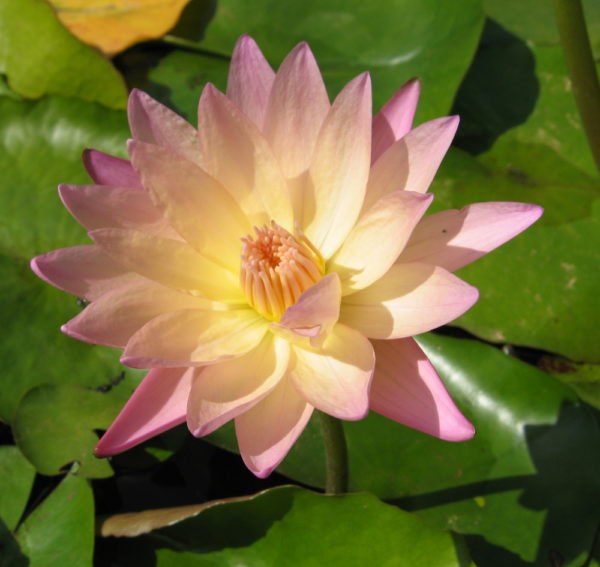 Nymphaea 'Sally Smith Thomas'