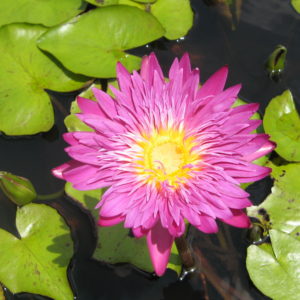 Nymphaea 'Senioritta'