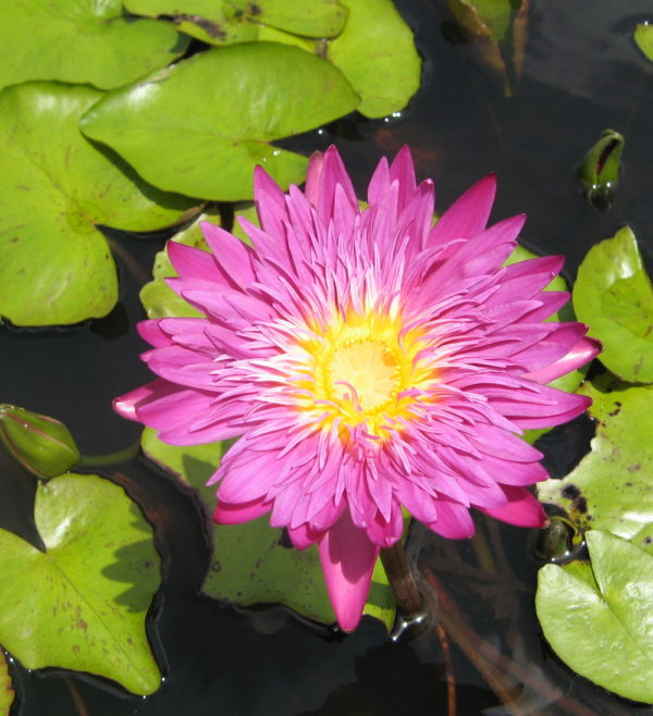 Nymphaea 'Senioritta'