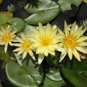 Nymphaea 'St Lious Gold'