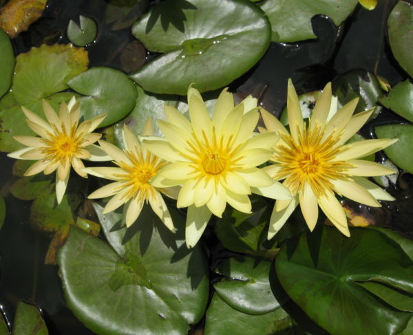 Nymphaea 'St Lious Gold'