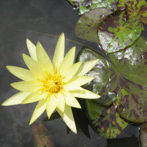 Nymphaea 'Sunshine'