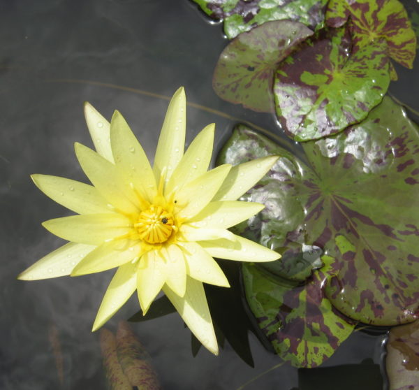 Nymphaea 'Sunshine'