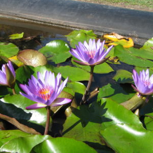 Nymphaea 'Tina'
