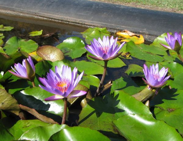 Nymphaea 'Tina'