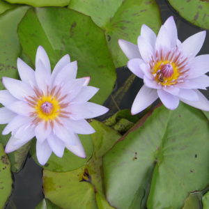 Nymphaea 'Blue Triumph'