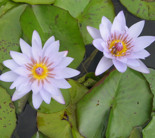 Nymphaea 'Blue Triumph'