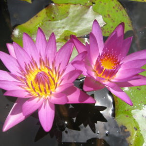 Nymphaea 'Uber'