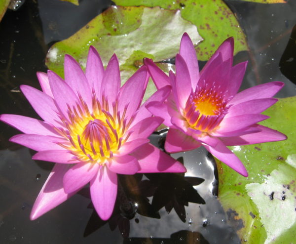 Nymphaea 'Uber'