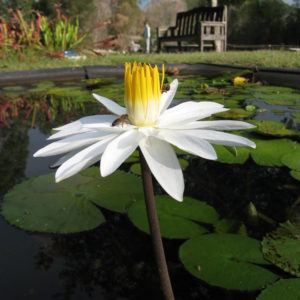 Nymphaea 'White Knight'