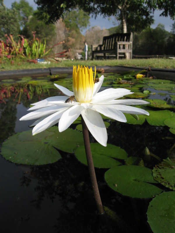 Nymphaea 'White Knight'