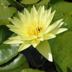 Nymphaea 'Yellow Dazzler'