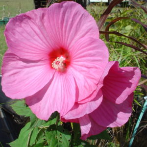 Hibiscus moscheutos (Pink)