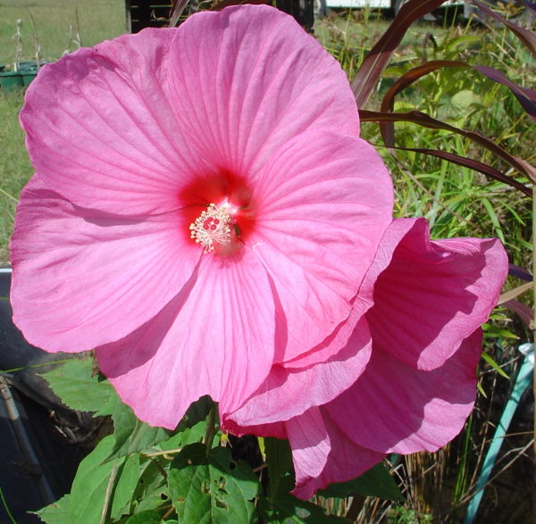 Hibiscus moscheutos (Pink)