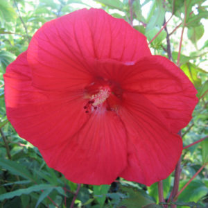 Hibiscus 'Fireball'