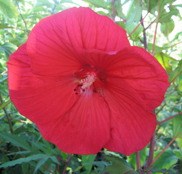 Hibiscus 'Fireball'
